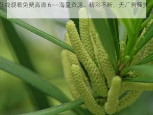 野花视频在线观看免费高清 6——海量资源，精彩不断，无广告骚扰，尽享视觉盛宴