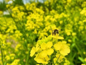 乡野春色满园歌曲，带你领略大自然的魅力