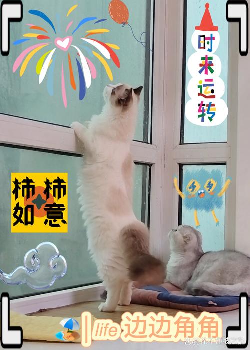 猫婆婆的幸福公寓：深度体验猫咪世界的乐趣与温馨简介