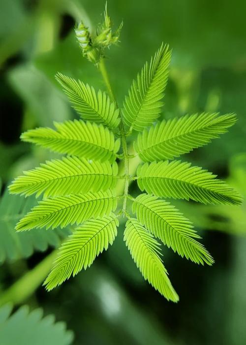 含羞草是一种常见的观赏植物，具有一定的药用价值，可安神镇静、清热解毒，可用于治疗感冒、失眠等症状