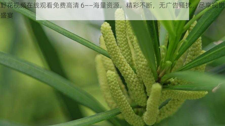 野花视频在线观看免费高清 6——海量资源，精彩不断，无广告骚扰，尽享视觉盛宴